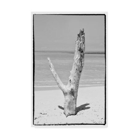 Philippe Hugonnard 'Tree On The Beach' Canvas Art,12x19